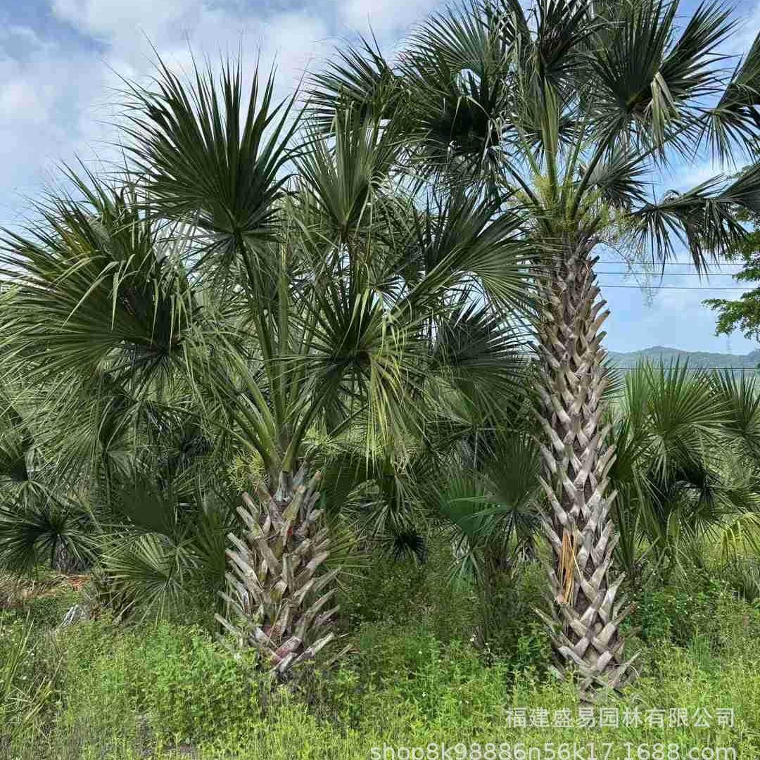 Fujian Dragon Scale Palm Transplanting Goods Pole Height 3- 6m Wholesale Hunan Hubei Zhejiang Sabal Palm Base Garden Supply