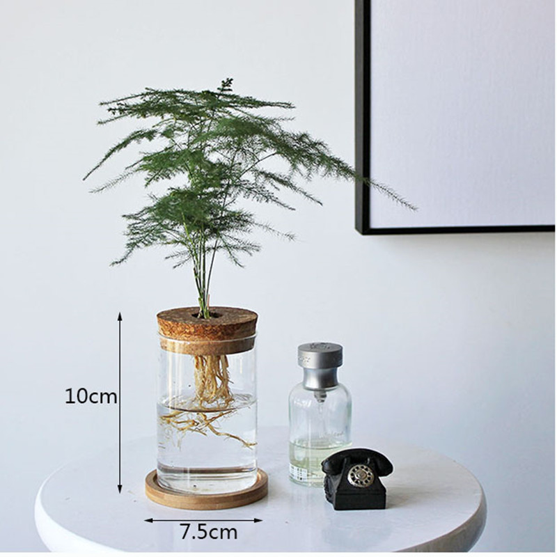 Hydroponic Plant Ecological Bottle Aquatic Flowerpot Utensils Green Laurel Chinese Pomelo Ornaments Micro Landscape Wholesale Glass Vase