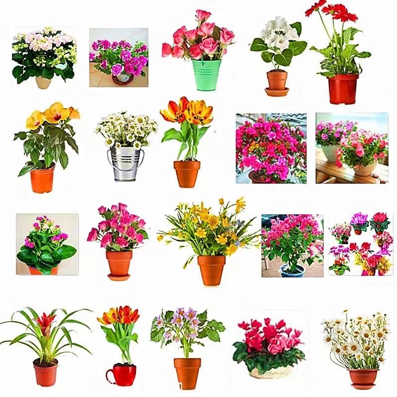 Flower Seeds Four Seasons Seeds Wholesale Gipsophila Sunflower Cosmos Fenioryx Sunflower Daisy Mint