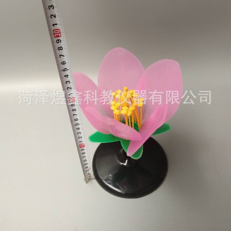 J33007 Peach Blossom Model Biology Teaching Model Peach Blossom Display Model