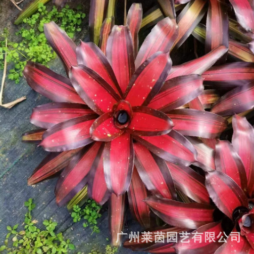 Water Pineapple Water and Land Tank Rainforest Tank Reptile Landscaping Colorful Potted Soilless Cultivation Ecological Landscape Microscopic Plants