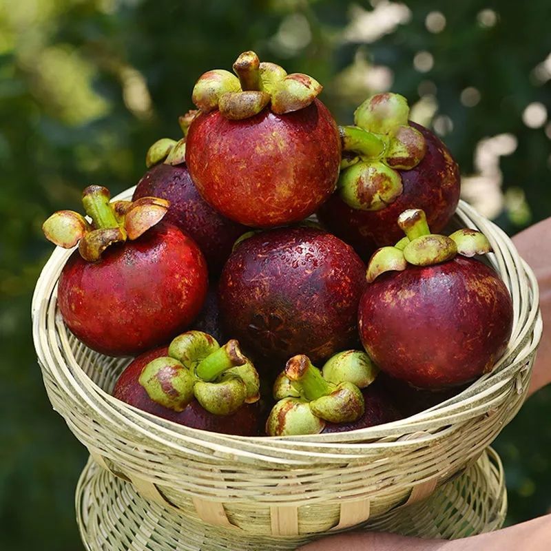 Thailand Imported Mangosteen Large Fruit 2/5/ 5kg Fresh Seasonal Fruit Wholesale Price 5A6A