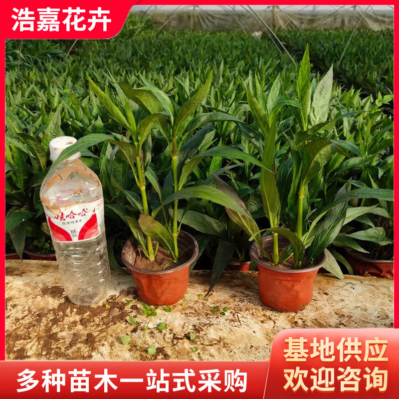 Clematis Seedlings Potted Ground Cover Clematis Cup Seedlings Florals and Green Plants Cold-Resistant and Heat-Resistant Wholesale Flower Clematis