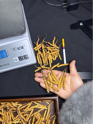 Xizang Naqu Cordyceps Naqu Cordyceps sinensis dry goods insect body full meet dry big broken grass Cordyceps sinensis recruitment agent