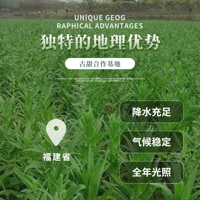 [Gutian] Wholesale of Boiled Bracken, Healthy and Delicious Fist Vegetables, Bracken Vegetables, Cold Vegetable Ingredients