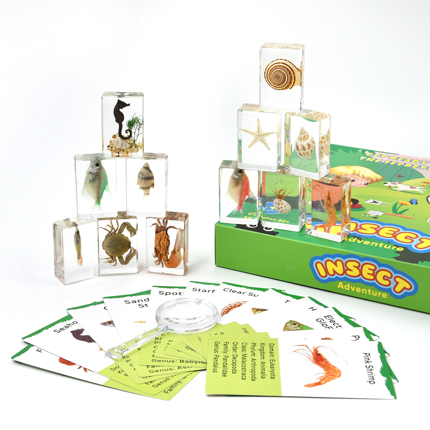 Реальные образцы насекомых, более 50 различных жуков для уроков науки