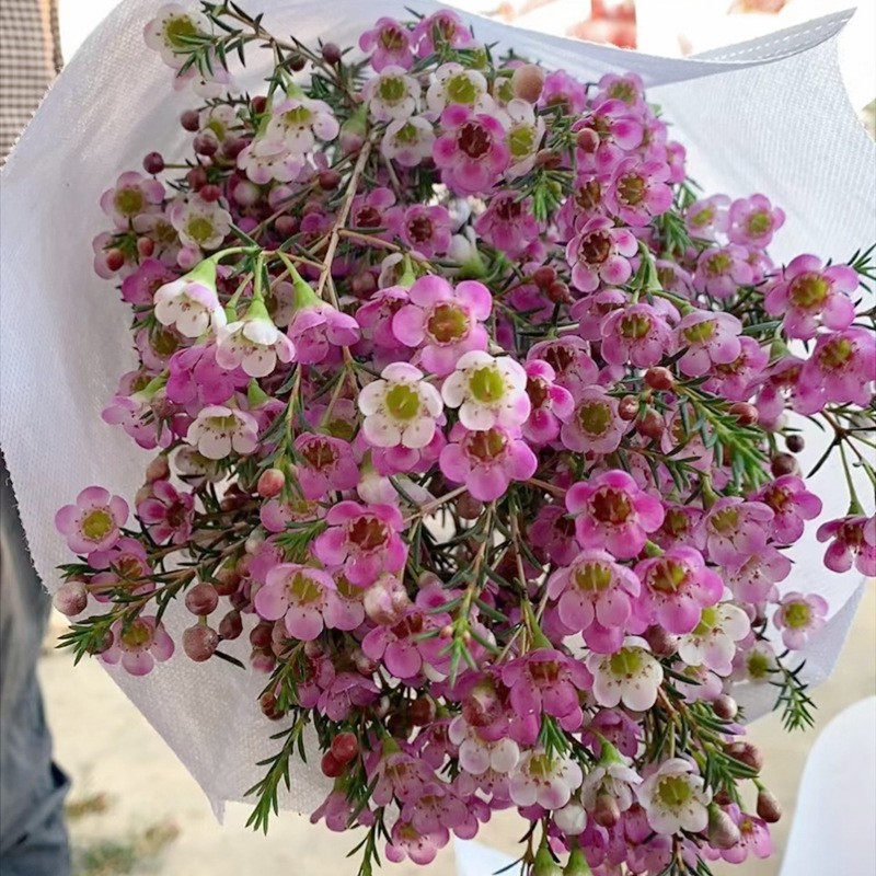 Wholesale of Wintersweet Flowers, Australian Wintersweet, Direct Supply of Yunnan Flowers, Silver Willow Wedding Florist Stall Flowers, Community Group Purchase Supply