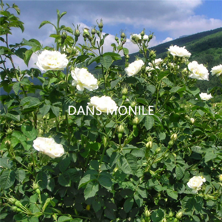 Bulgarian Imported Organic White Rose Hydrosol Rose Flower Toner Hydrating Moisturizing Firming Wholesale