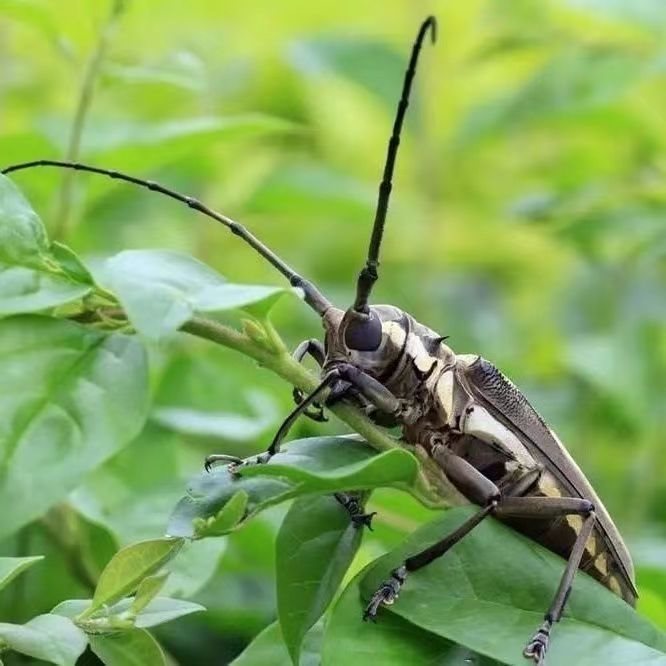 Живое домашнее насекомое жук, ползающее маленькое животное, белостричатый, легкий в уходе, нетоксичный разрушительный звездный жук
