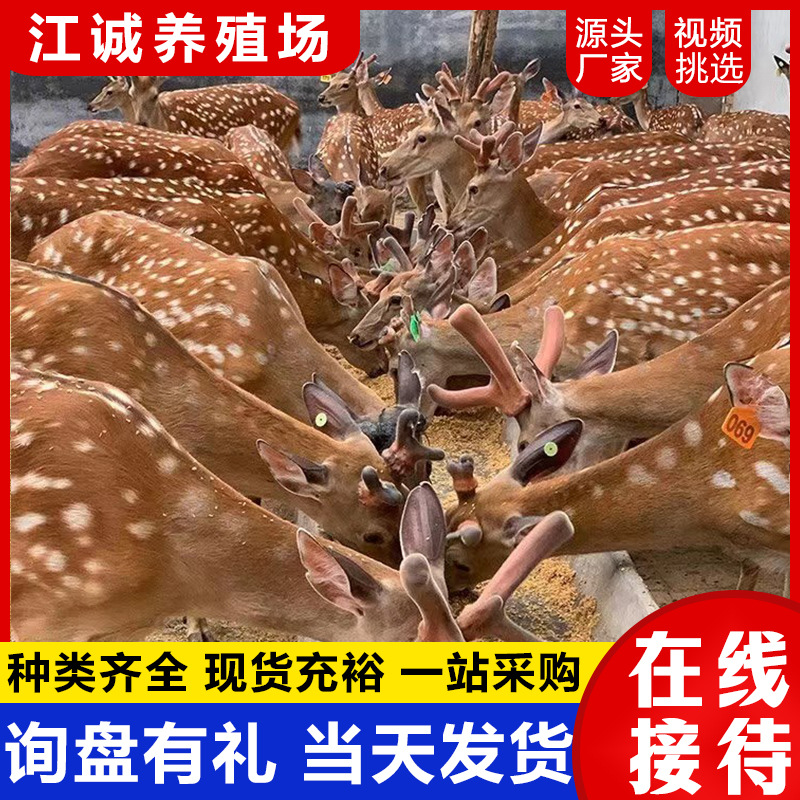 For Sale: Live Ecological Garden of Young Sika Deer, Free-Range Ornamental Sika Deer, Shandong Sika Deer Breeding Base