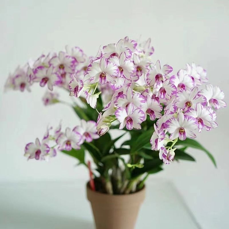 Red Splash Ink Dendrobium Blooms with Special Fragrance Indoor Potted Florals and Green Plants