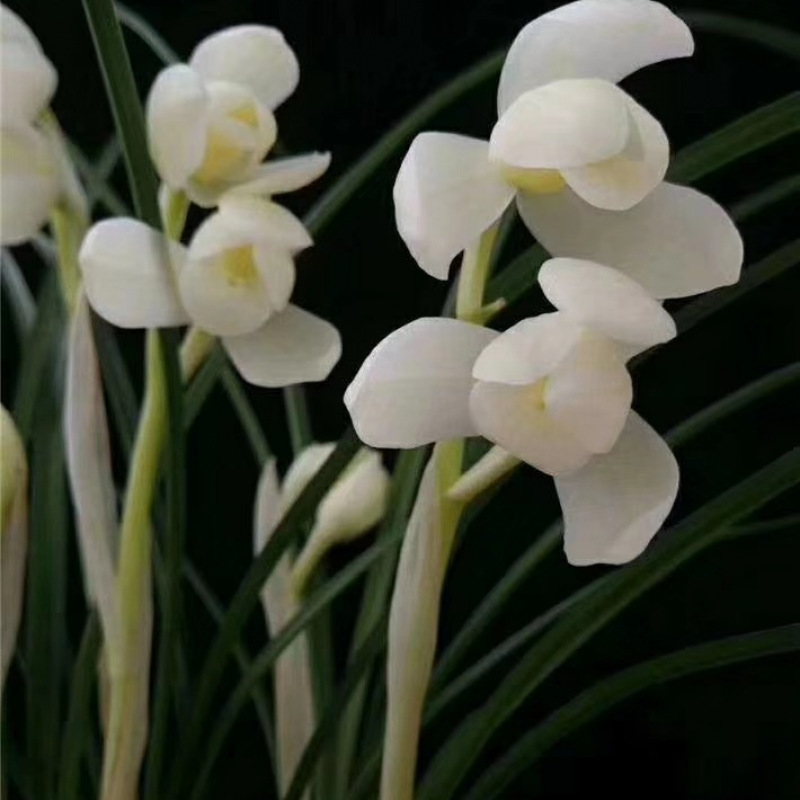 Цена на Чуньлань Датанг Шэнши, легкая в выращивании, с сильным ароматом, орхидеи и цветы, легкие в уходе