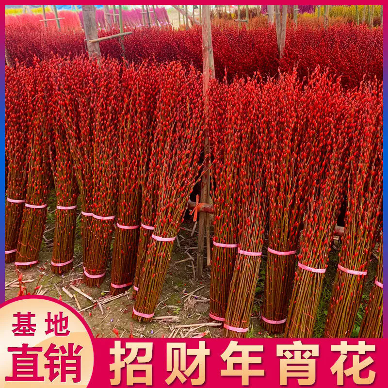 Настоящие цветы серебряной ивы, свежие ветки, праздничные цветы, сухие цветы цветной красной серебряной ивы, цветные ветки ивы для внутреннего декора, привлекающие богатство