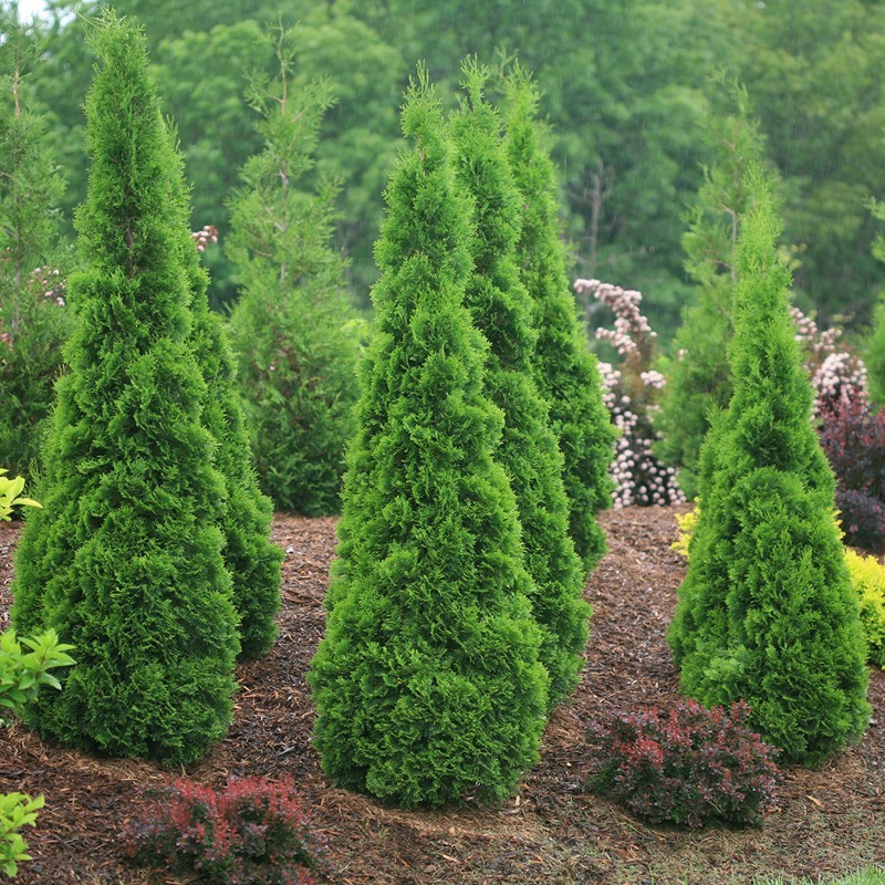 Tasong Cemetery Pine Saplings, Grave Pine Cypress, Tamarack, Cypress, Cypress, Thuja, Pagoda Pine, Qingming Pine