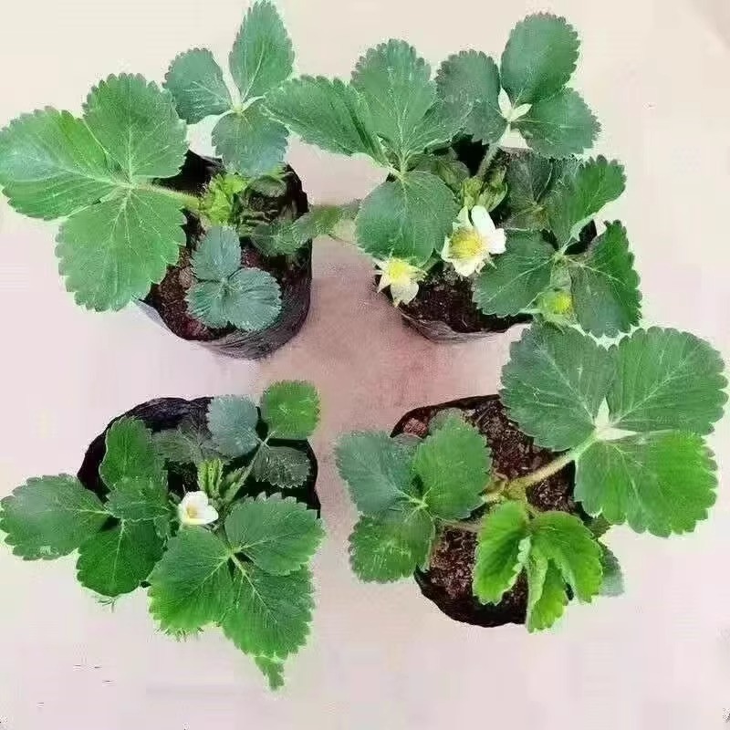 Premium Seedlings for All Seasons Potted Edible Indoor Balcony All-Season Fruit Cream Strawberry Seedlings Red Strawberry