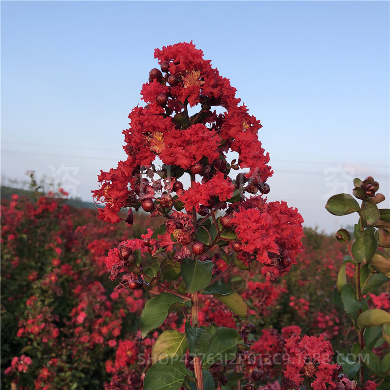 Base Wholesale Greening Crape Myrtle Saplings Red Flower Crape Myrtle Saplings Hundred Day Red Saplings Red Rocket Crape Myrtle Tree American Crape Myrtle
