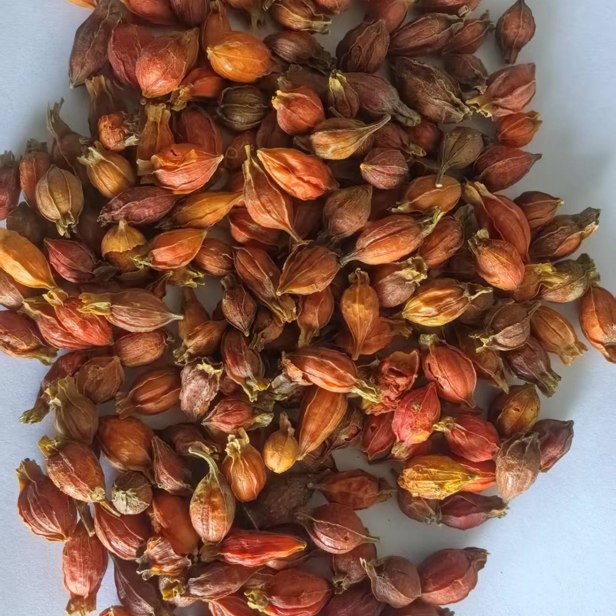 Gardenia 500g Jiangxi Gardenia Red Gardenia Small Gardenia [Jinghui Pharmaceutical] Chinese Herbal Medicine Spot Wholesale