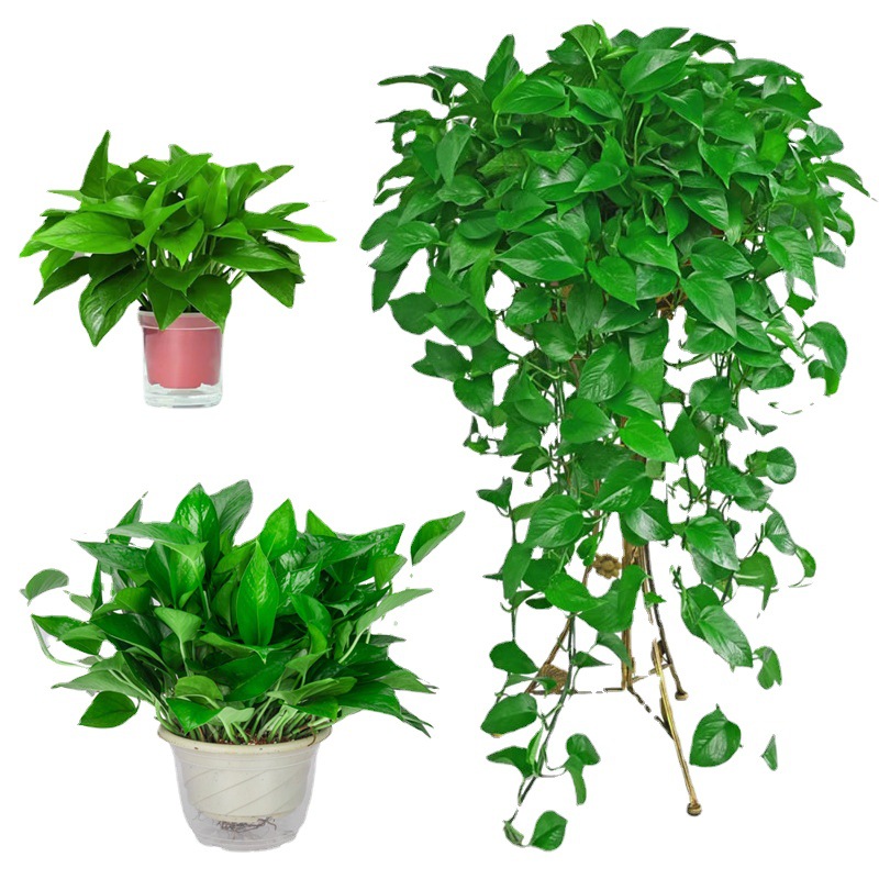 Green Radish Potted Indoor Office Hydroponic Green Plants Purify Air Florals Green Basket Spider Orchid Bonsai Base Wholesale