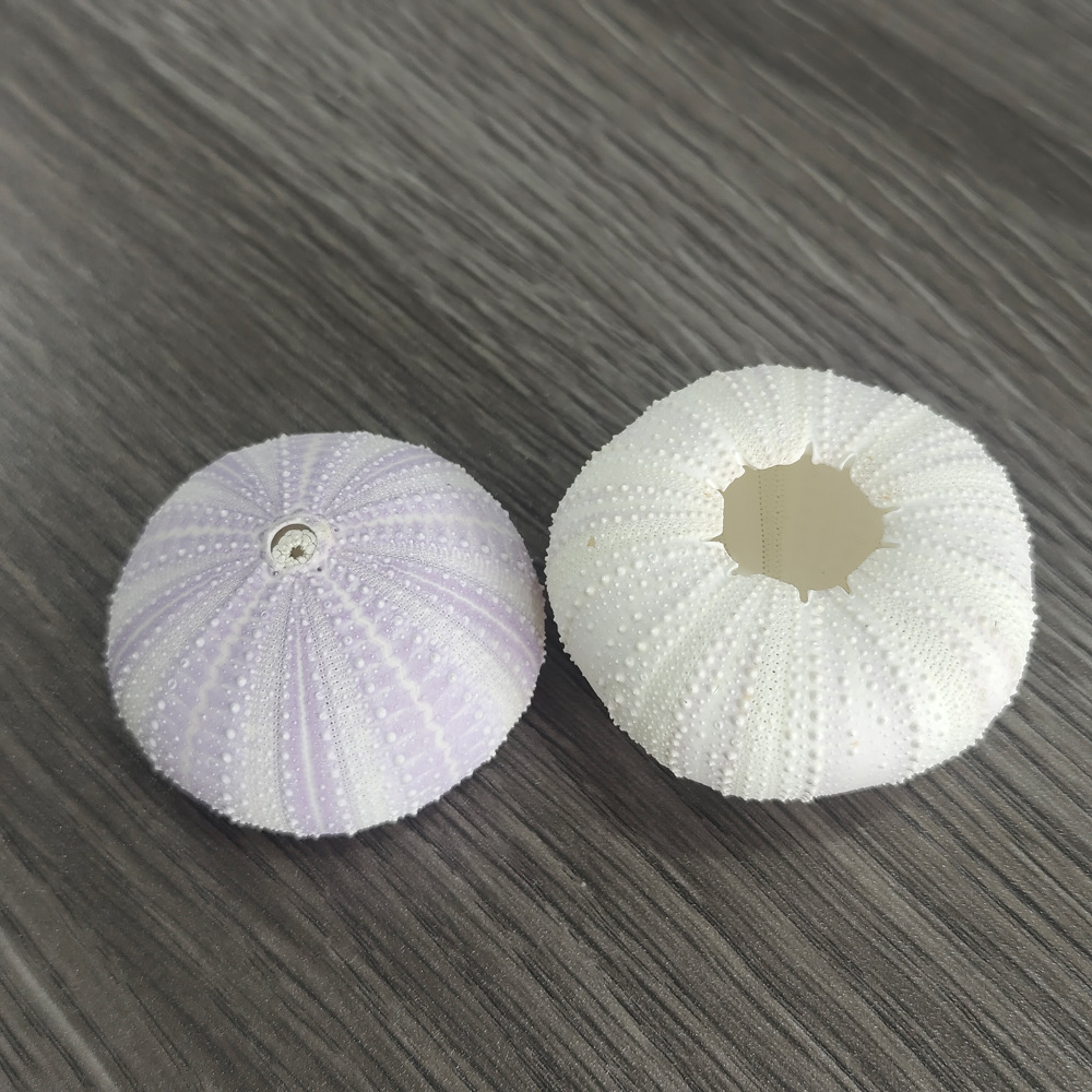 Natural Purple Sea Urchin Core Shell Conch Creative DIY Mediterranean Nordic Decoration Air Pineapple Fleshy Flower Pot