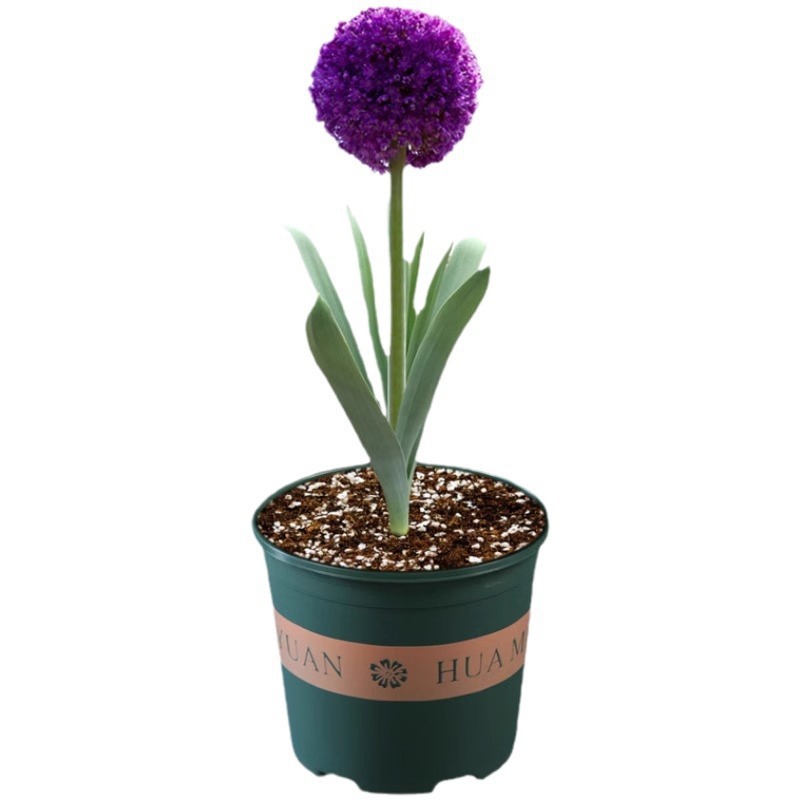 Large Green Onion Bulbs, Cold-Resistant Flower Potted Plants, Courtyard Ground Planting, Green Onion Flowers, Home Gardening Bulbs, Florals and Green Plants