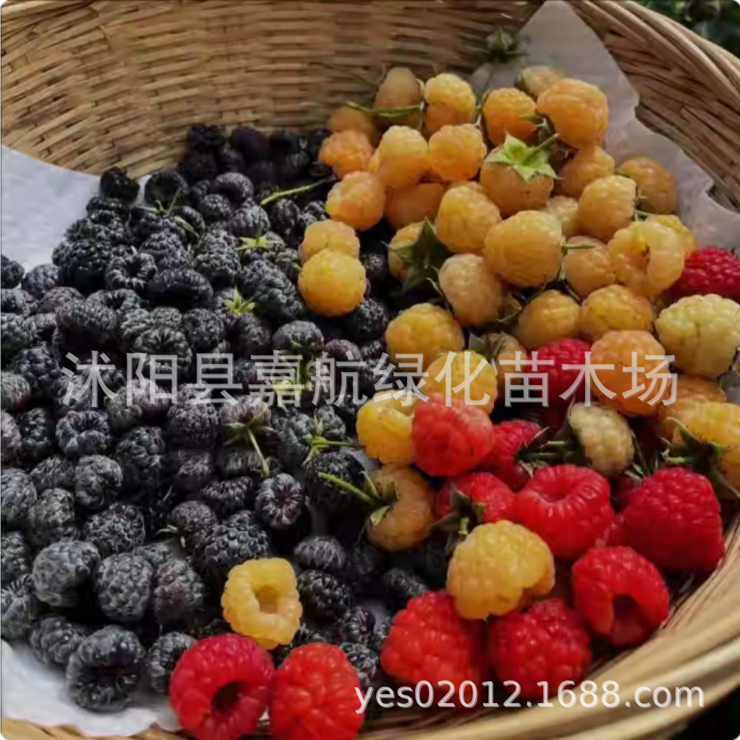 Raspberry Seeds Wild Strawberry Raspberry Black Raspberry Seeds Four Seasons Planting Garden Balcony Wild Fruit Raspberry Seeds