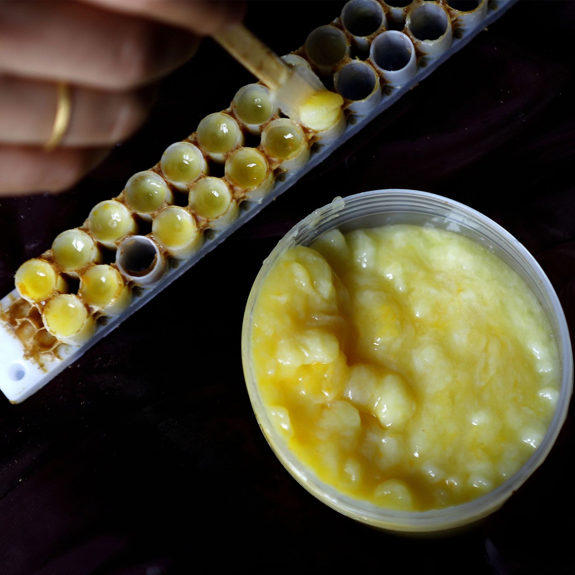 Fresh Royal Jelly Fresh Royal Jelly Spring Jelly 500g Royal Jelly Wholesale Agent