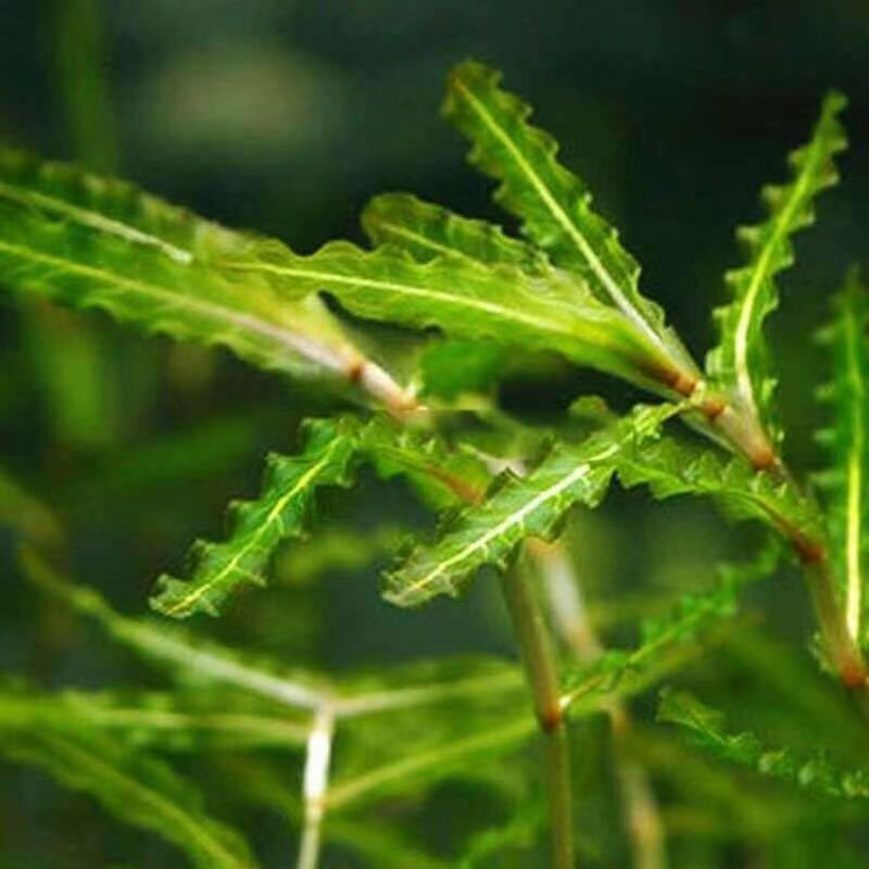 Aquatic Grass Seeds for Fish Ponds and Ponds, Water Quality Purification, Aquatic Plant Cultivation, Stone Sprout Base Direct Supply, Shrimp Algae, Wheatgrass