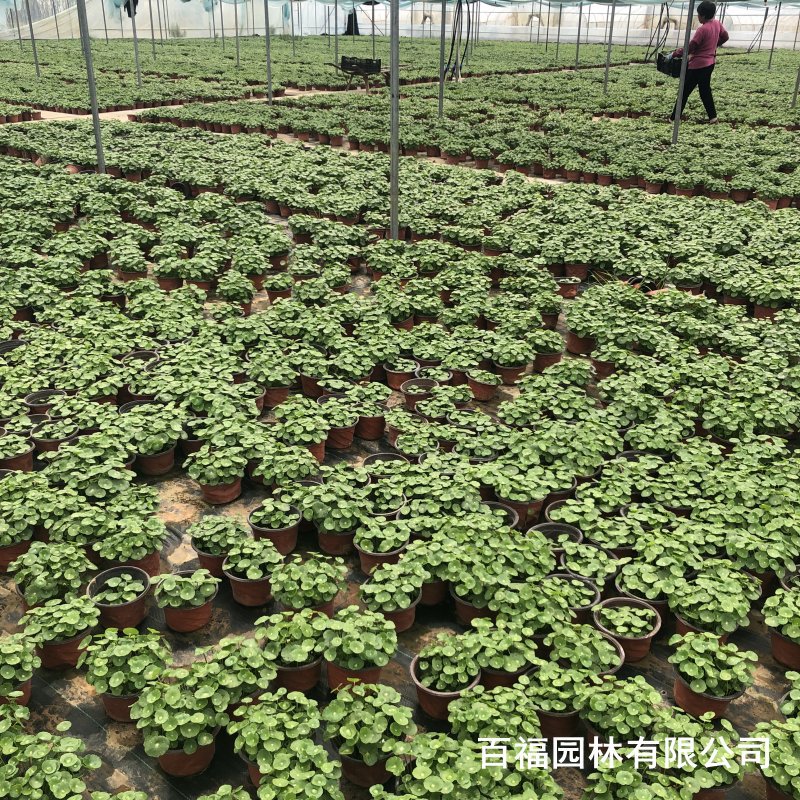 Nursery Wholesale Copper Money Grass Cup Seedlings Aquatic Plants Copper Money Grass Artificial Wetland Plants Balcony Home Potted Plants