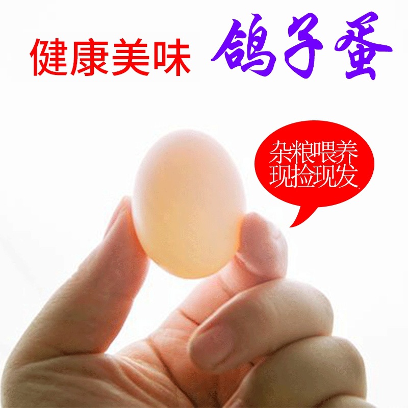 20 Pieces Wholesale Farm Grains Free-Range Local Specialty White Pigeon Eggs Ready Supply Pigeon Eggs Dropshipping