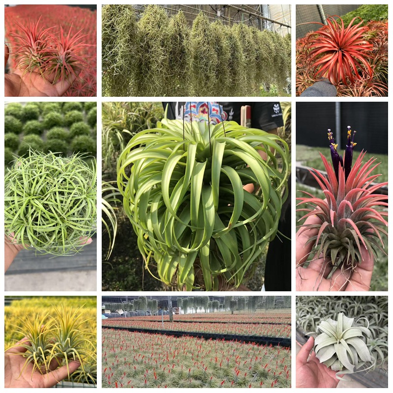 Комнатное растение воздухопроницаемого ананаса в горшке, прямые волосы, красный эльф, желтый эльф, зеленое растение, цветы, безземельное, легкое в уходе для ленивых людей