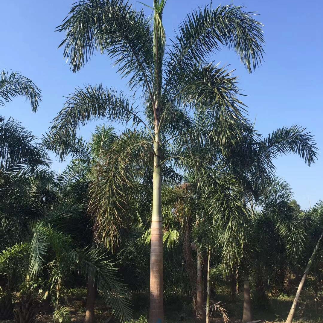 Fujian Fox Coconut Price Guangdong Fox Coconut Supply Zhejiang Fox Coconut Offer Fox Coconut Wholesale