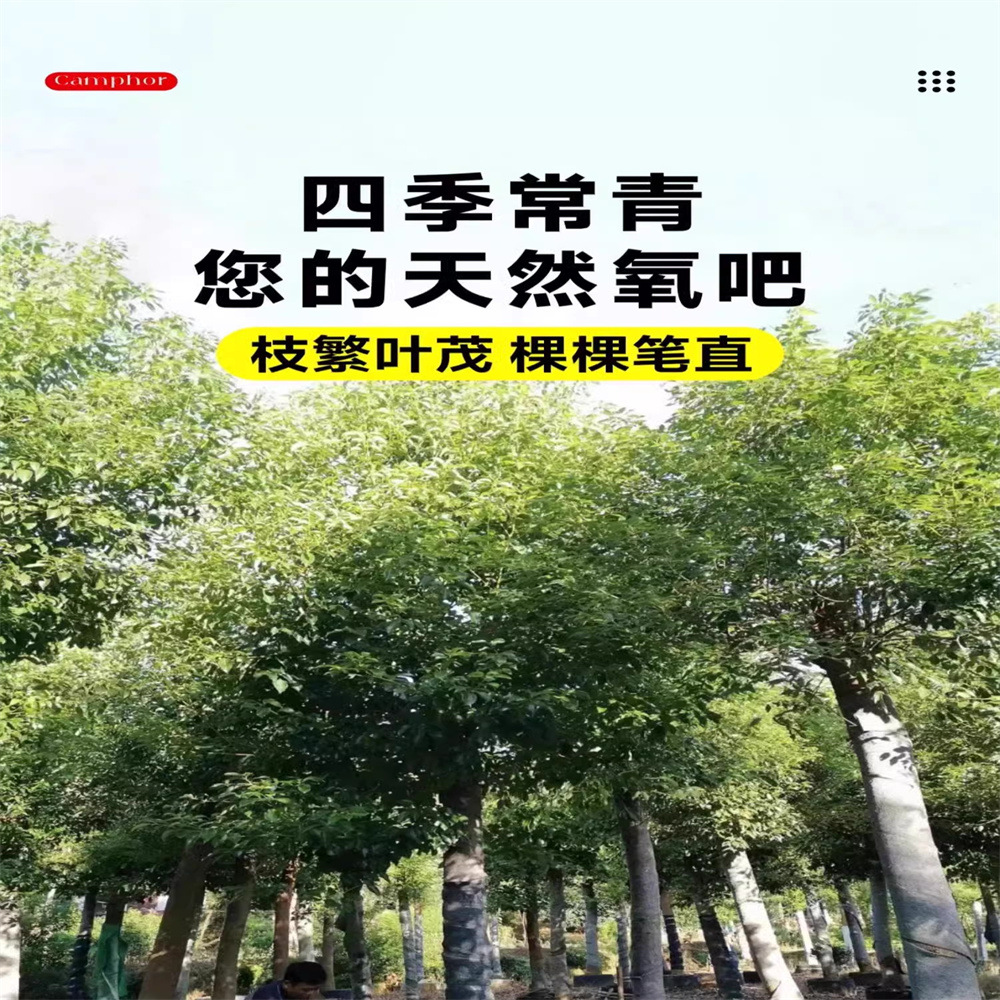 Camphor Saplings, Greening Seedlings, Mosquito Repellent, Evergreen All Year Round, Small-Leaf Camphor, Potted Ground Planting, Camphor Saplings