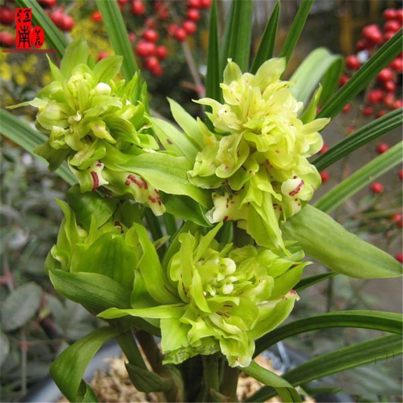 Price Processing Chunlan Datang Shengshi Is Easy to Grow and Has Strong Fragrance and Easy to Live Orchid Seedlings and Florals