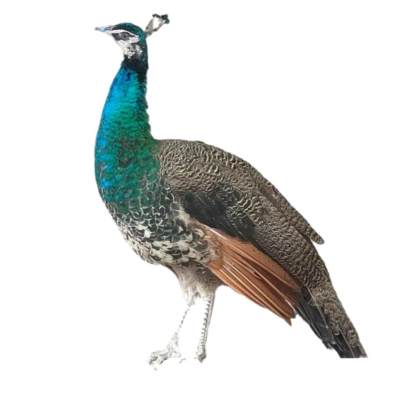 Scenic Garden Ornamental Blue Peacock Live Breeding Farm Seedlings White Peacock Price Pet Bird Live Ornamental Peacock