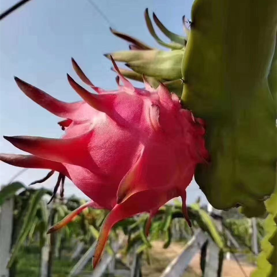 Pitaya Hainan Jindu No.1 Red Heart Pitaya Fresh Pregnant Women Fruit Red Meat Honey Bao Non Hainan Red Hydrangea