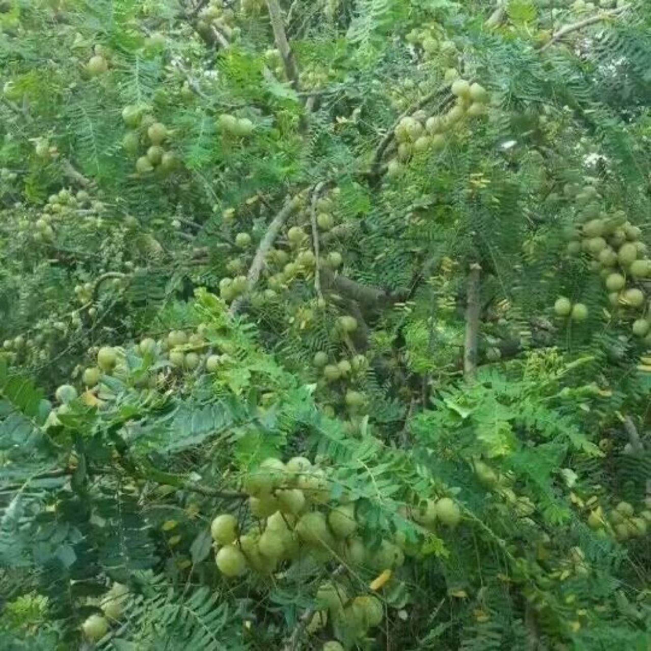 Sweet Oil Glycerin Exhibition Stall Chaoshan Specialty Sweet Oil Glycerin Glycerin Guangdong Province Free Shipping Glycerin Fruit