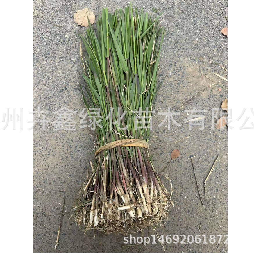 База продает большое количество карликовых тростников, вечнозеленых тростников, камыша, бамбука, аира, ириса красоты