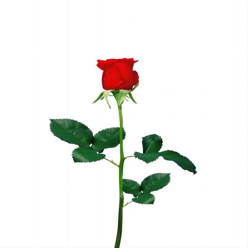 Single-Headed Rose Flowers Direct from Yunnan for Florists and Home Use, Suitable for Qixi Festival, Teacher's Day, and Mother's Day, Available for Wholesale and Dropshipping