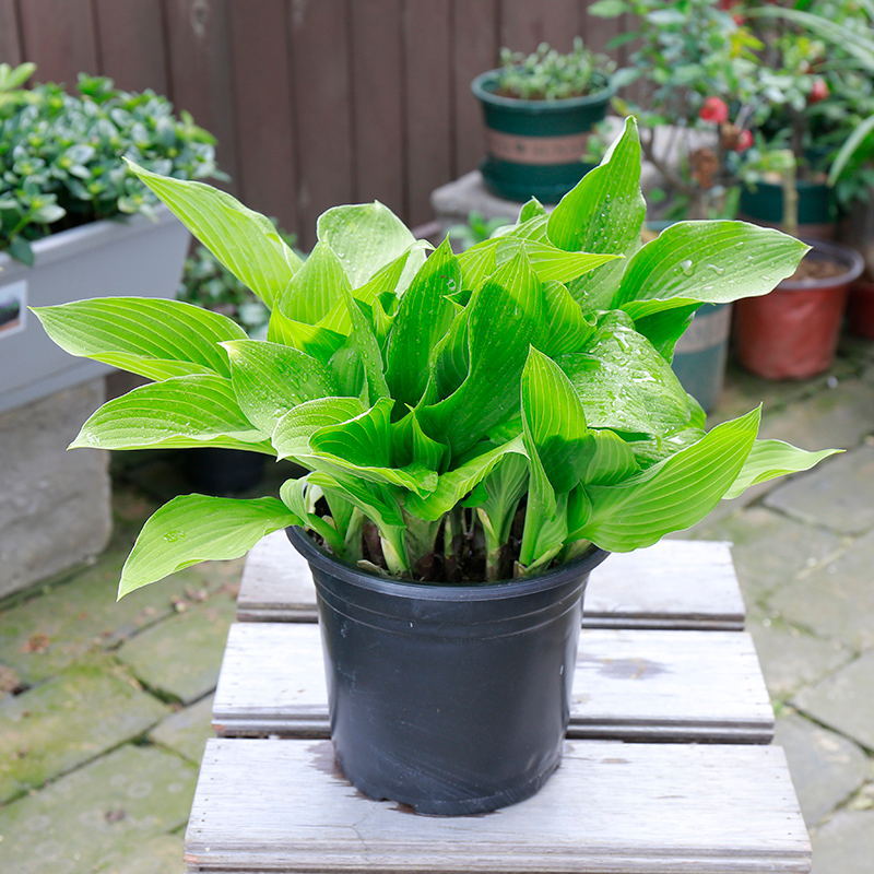 foliage jade hairpin flower seedling plant Phnom Penh mosaic flower indoor potted flower bed perennial green plant cold and drought tolerance