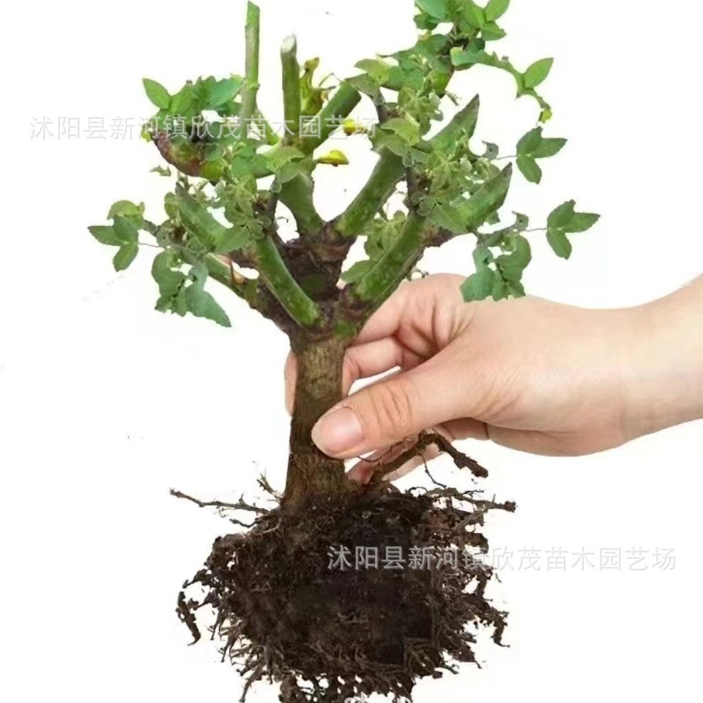 Rose Seedlings Potted Rose Flower Roots Large Flower Green Plants Balcony Indoor Courtyard Easy to Live Old Roots Fragrant Rose Seedlings