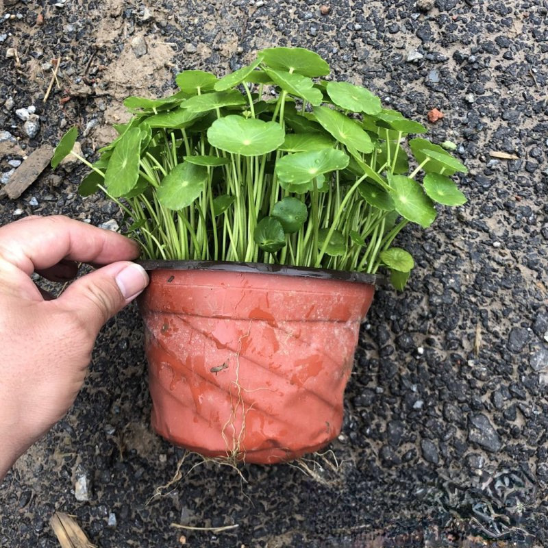 Оптовая продажа медного денежного травяного стакана, саженцы водных растений, медный денежный травник, искусственные водно-болотные растения, комнатные растения для балкона