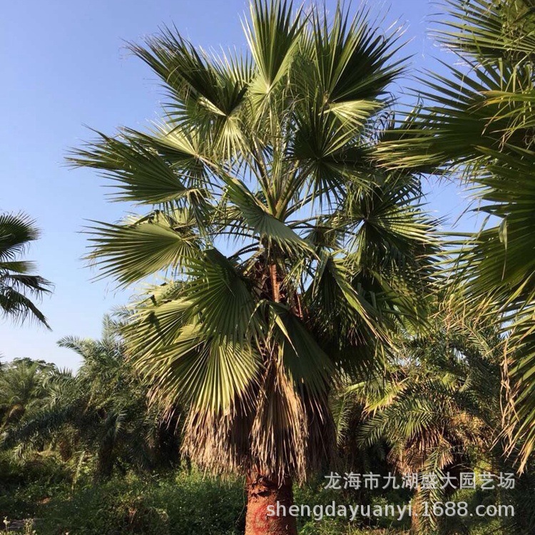 Jiangsu Washington Palm Quote Zhejiang Palm Price Washington Palm Supply Fujian Elderly Palm Wholesale