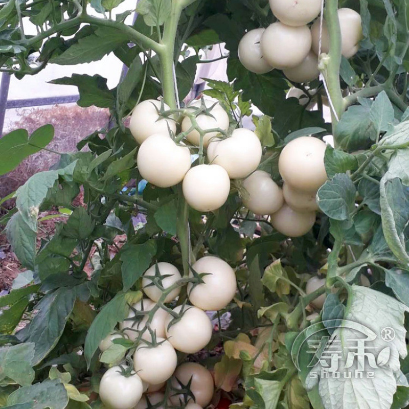 White Diamond Tomato Seeds, Large Tomato Vegetable Seeds, Specialty Vegetable Seeds, Four-Season Seeds, Tourist Garden