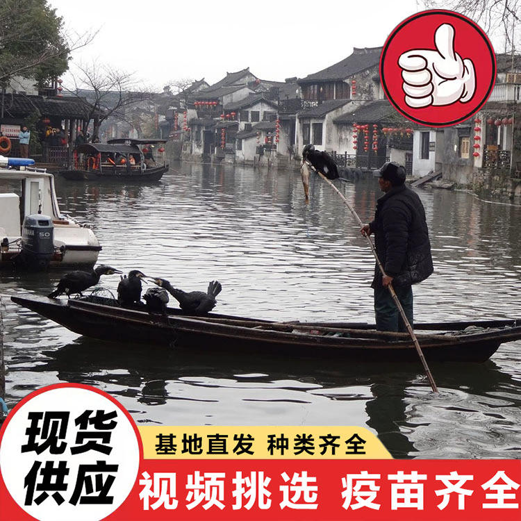 How Much Does an Osprey That Can Catch Fish Cost? Supply Ospreys for Wetland Park Scenic Area Performances