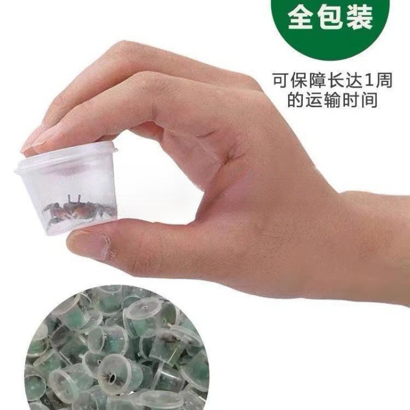 Mini Chili Crab Pet Small Crab Ornamental Crab Wholesale Freshwater Crab Mini Crab * Hot Sale at Stalls