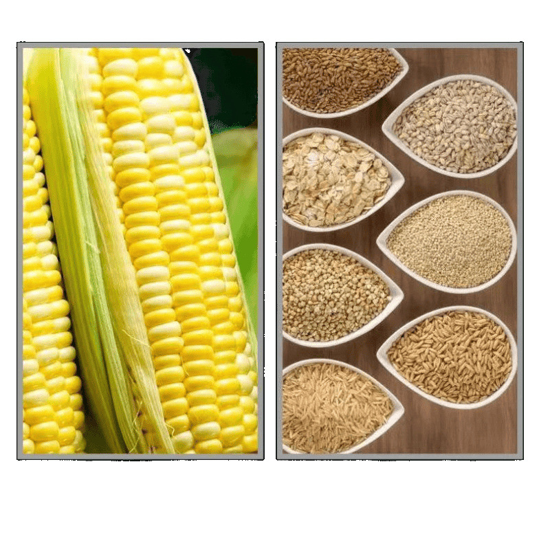 Freshly Slaughtered Young White Goose, Extra Large Tender Goose, Wild Goose, Fresh Free-Range Farm Pure White, Direct Sale from Manufacturer on Amazon