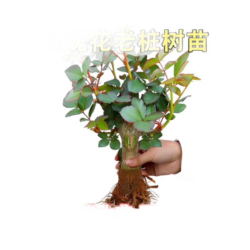 [Yunnan] Are the Old Rose Seedlings in Kunming Blooming in the Same Year? ?Large-Flowered Fragrant Rose Old Root Florals and Green Plants