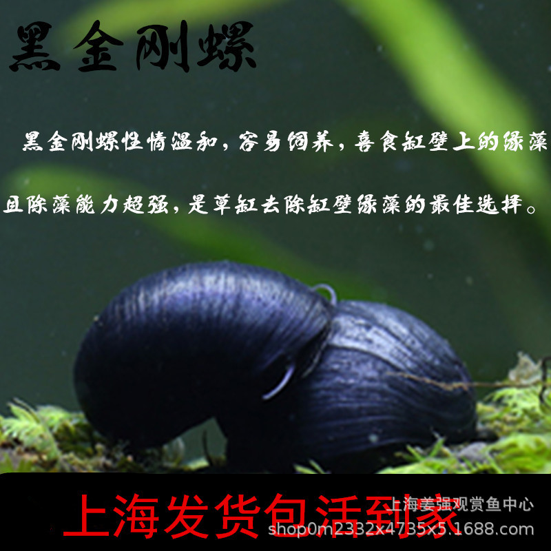 Черная королева улитка, живая, абалонная улитка, тайская, военная кепка, очистка аквариума, инструмент для удаления водорослей, оптовая улитка