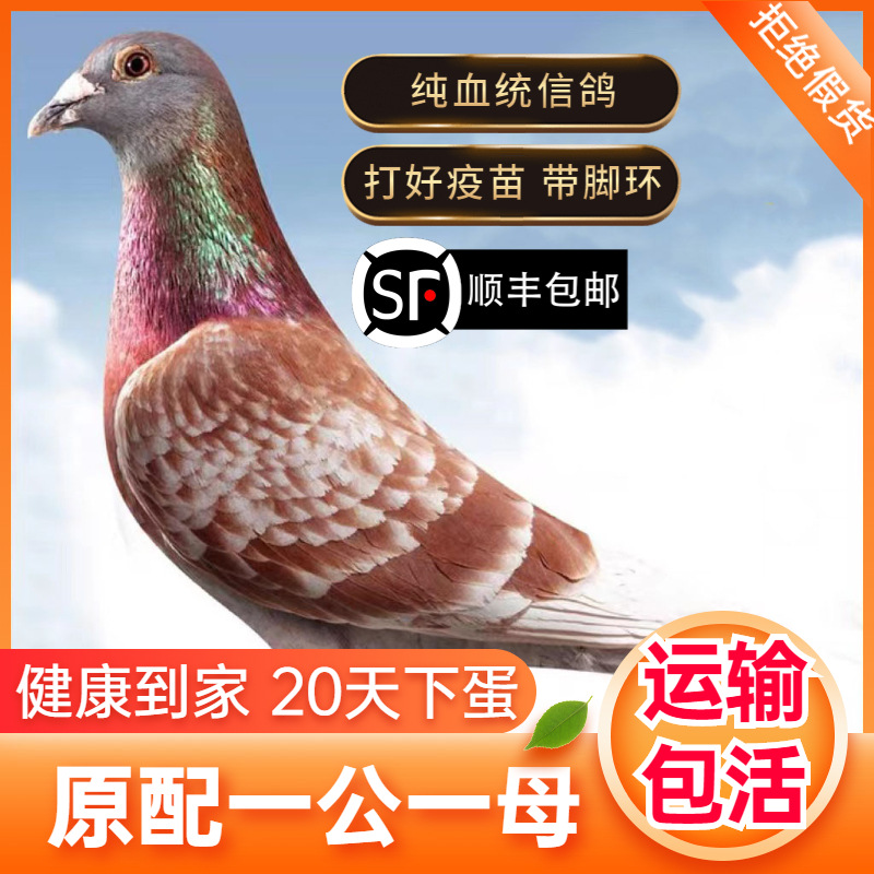 Пара живых декоративных голубей, молодые голуби, оригинальные голуби для разведения