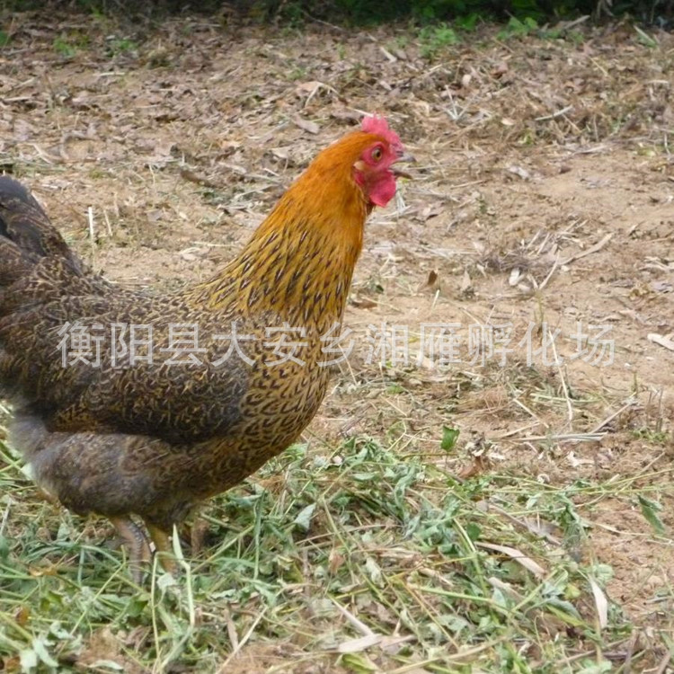 Large Green-Footed Hemp Broiler Chicken Seedlings, Female Chicken Seedlings, Native Chicken, Yao Chicken, Fast-Growing Chicken Seedlings, Green-Footed Free-Range Chicken Seedlings, Hatching Seedlings
